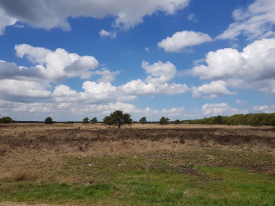 Heidewandeling, landgoed Staverden 