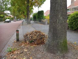 Bladkorven voor gemeentelijke bomen