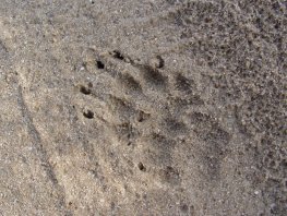 Dieren in de winter, Landgoed Staverden