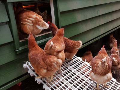 ​Vogelgriep vastgesteld in Putten, 23.000 kippen geruimd