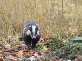 Dieren in de winter, landgoed Staverden