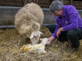 Eerste lammetje geboren bij Schaapskooi Ermelo  